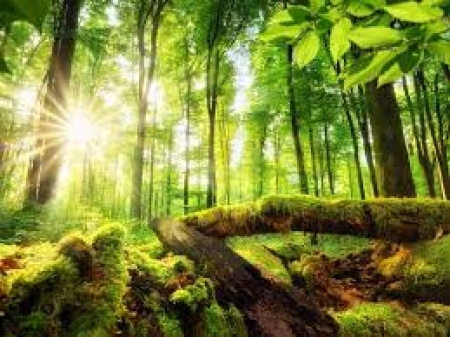 Wawerskie Sprzątanie Lasu z okazji Światowego Dnia Ziemi